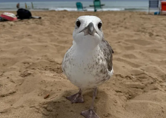 Fabiola 1 * Кальпе